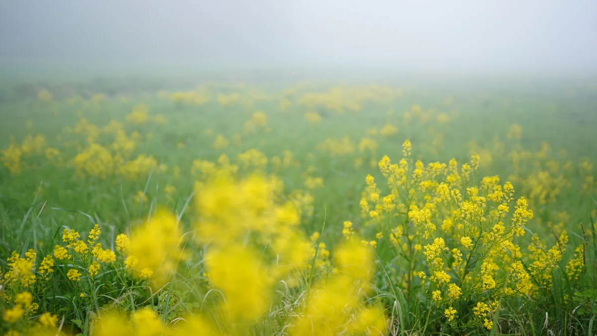 投稿写真：八幡湿原