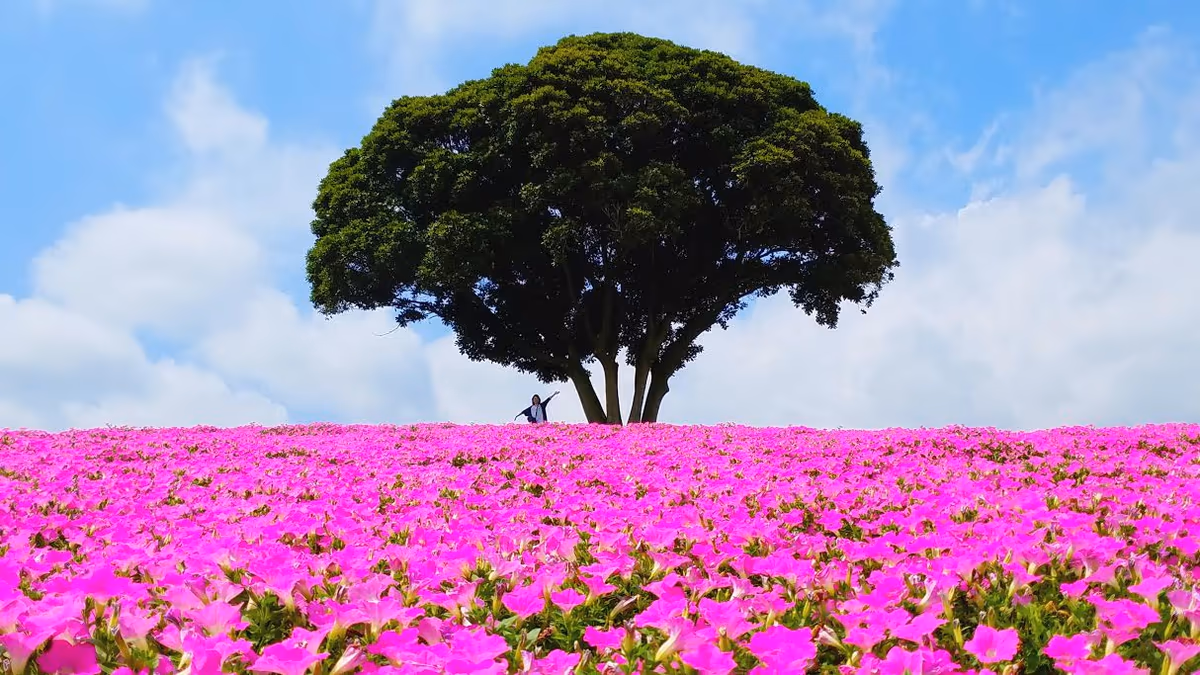投稿写真：桃色吐息　一本木