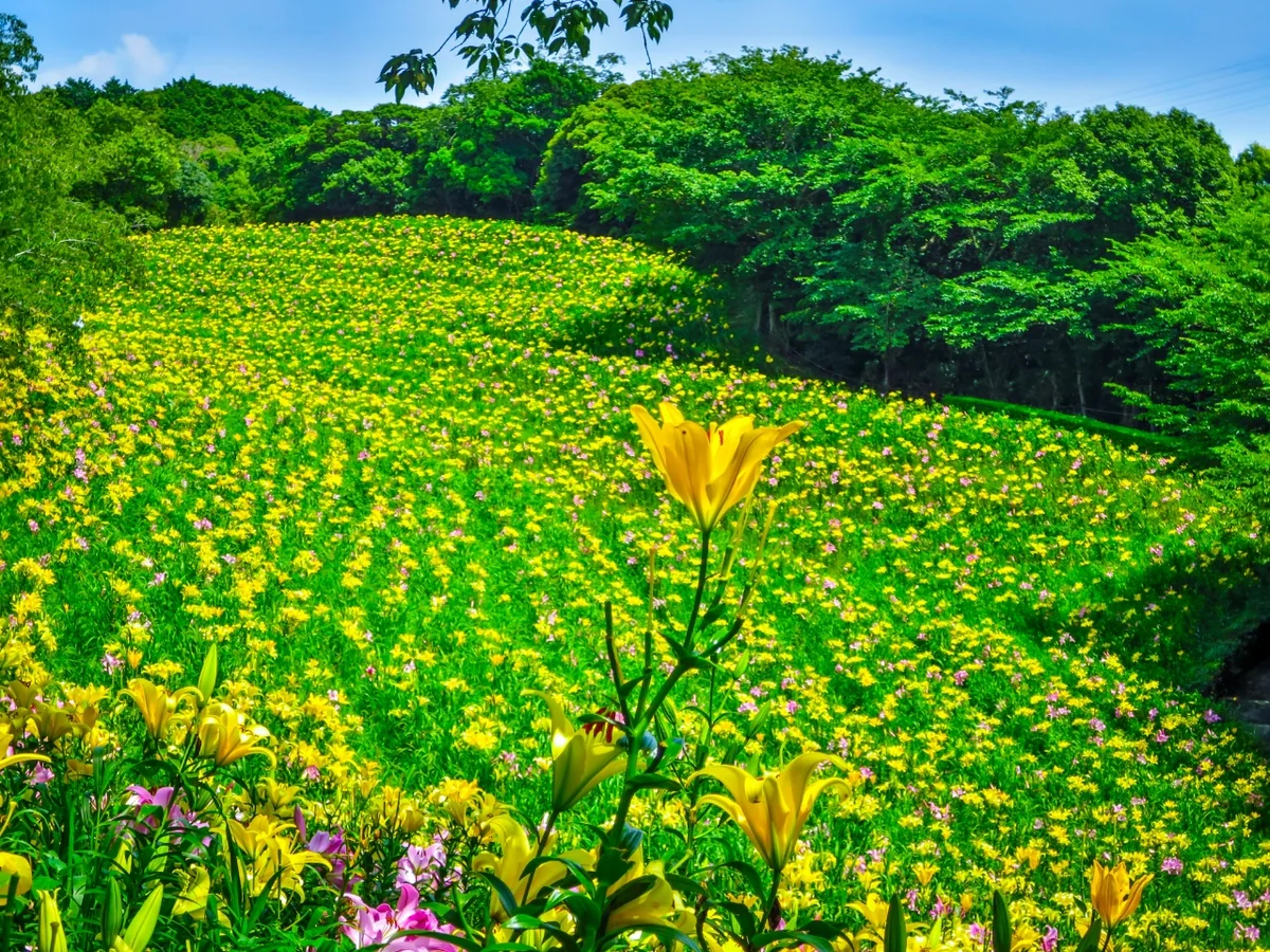 投稿写真：ゆり