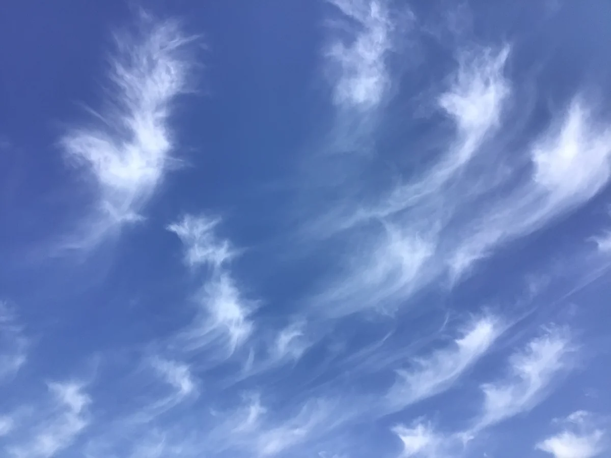 投稿写真：羽根