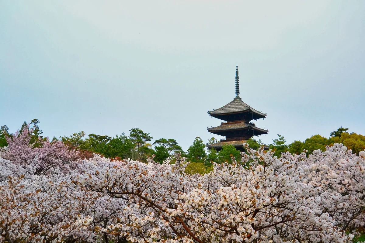 投稿写真：御室桜と五重塔