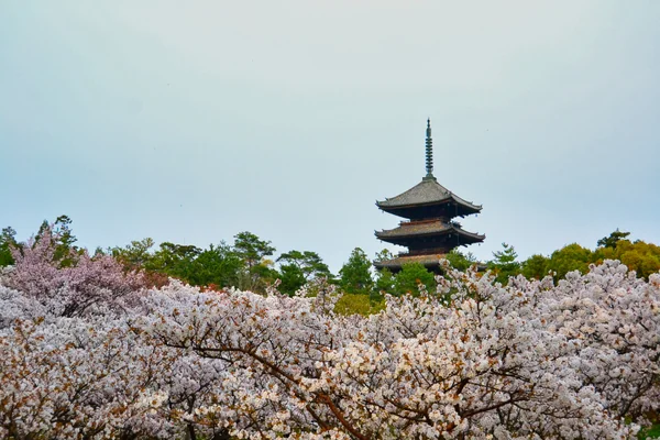 投稿：御室桜と五重塔