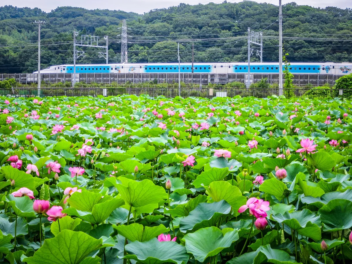 投稿写真：ディズニー新幹線とハスの花