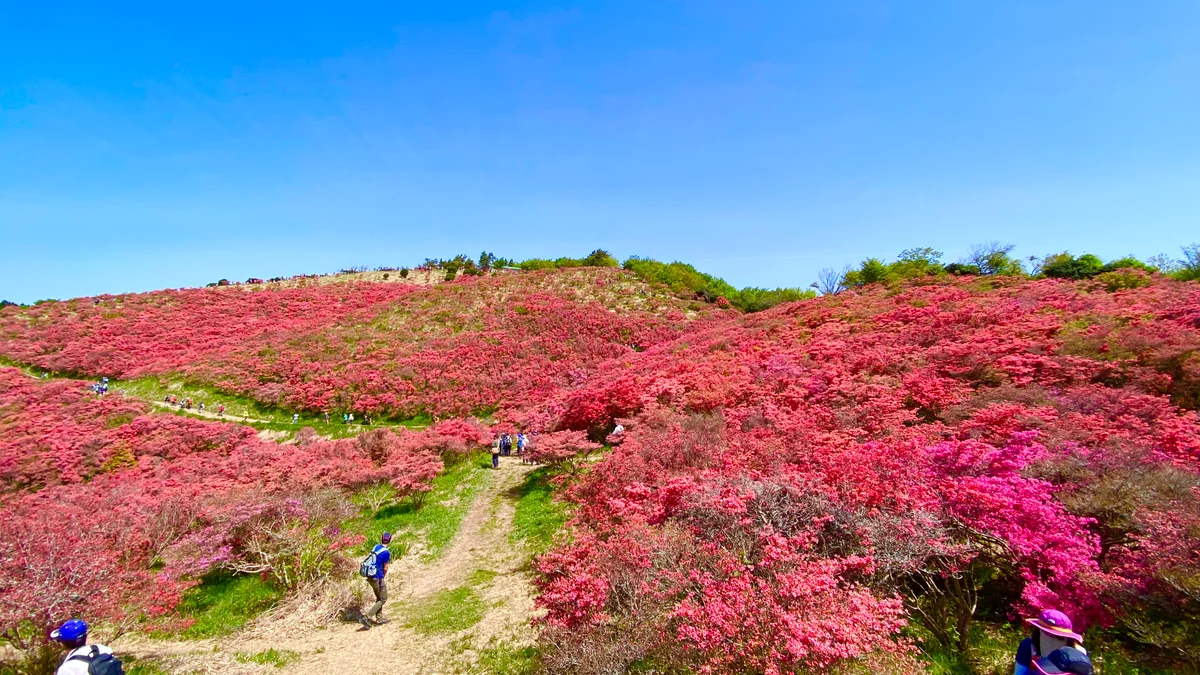 投稿写真：紅く燃え上がるツツジの絶景 大和葛城山