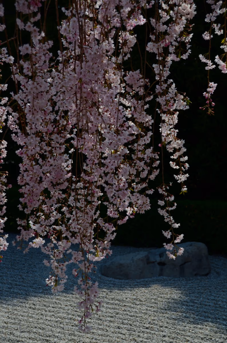 投稿写真：妙心寺退蔵院桜
