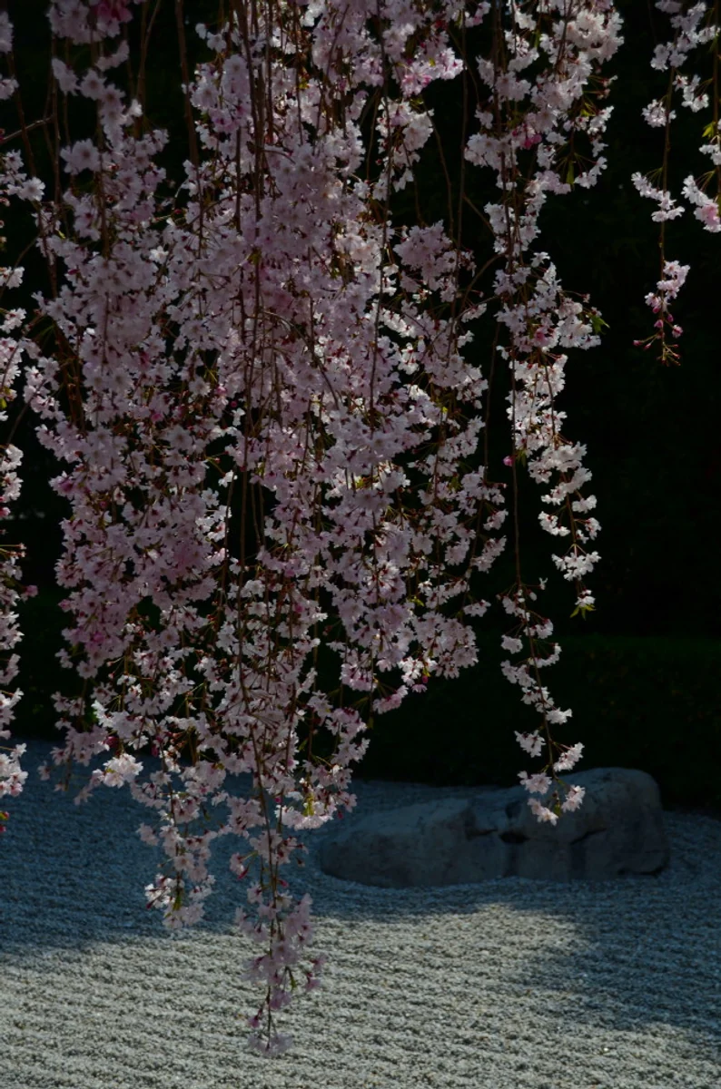 投稿写真：妙心寺退蔵院桜