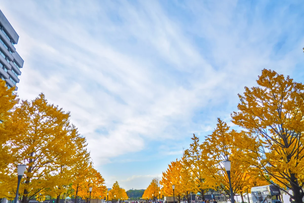 投稿写真：イチョウ並木の黄葉