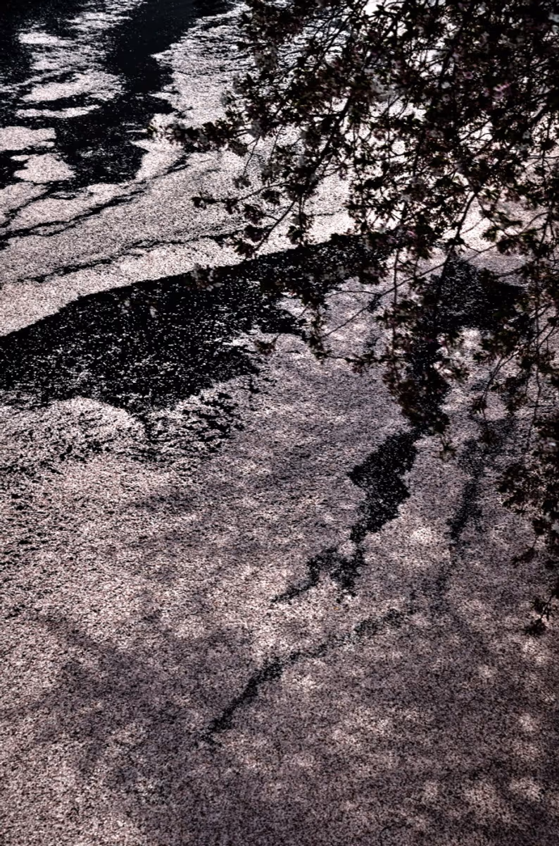 投稿写真：薄紅色の川の流れ