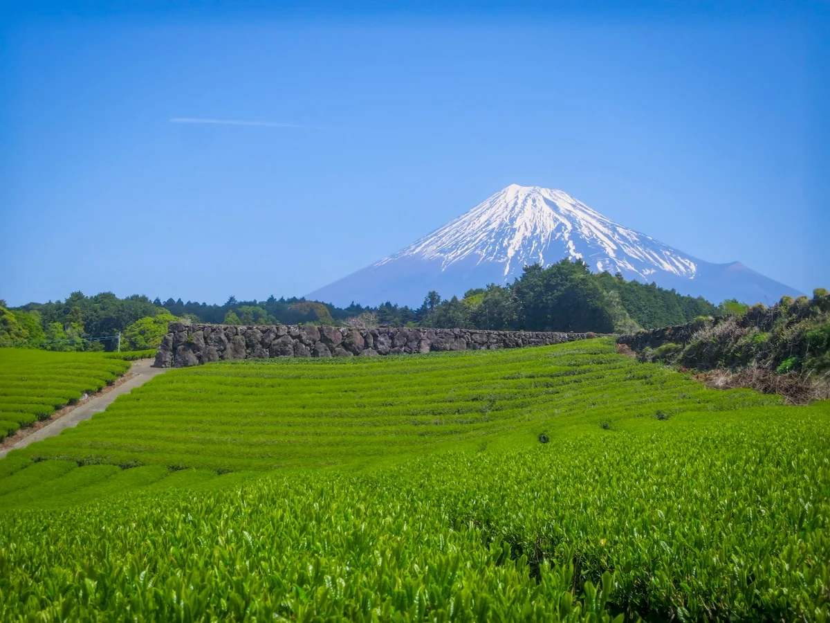 投稿写真：新緑の茶畑と富士山