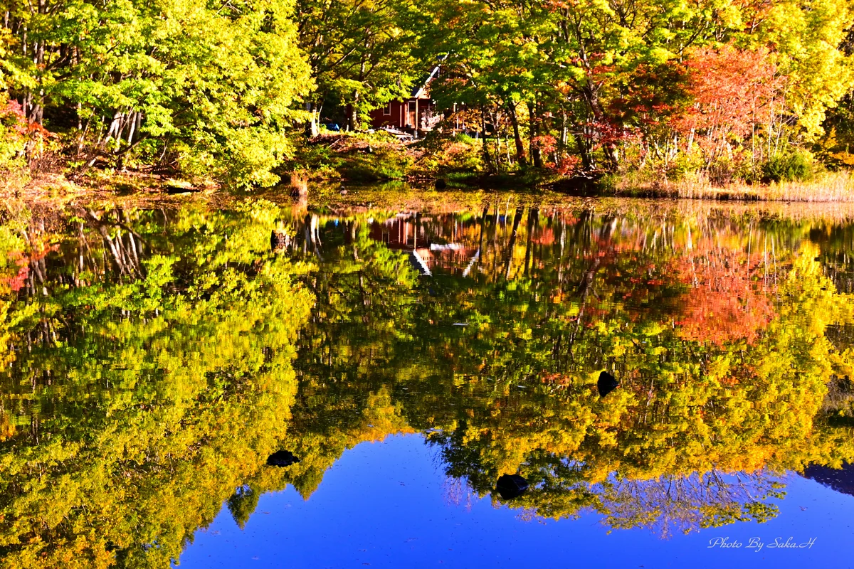 投稿写真：初秋の輝き