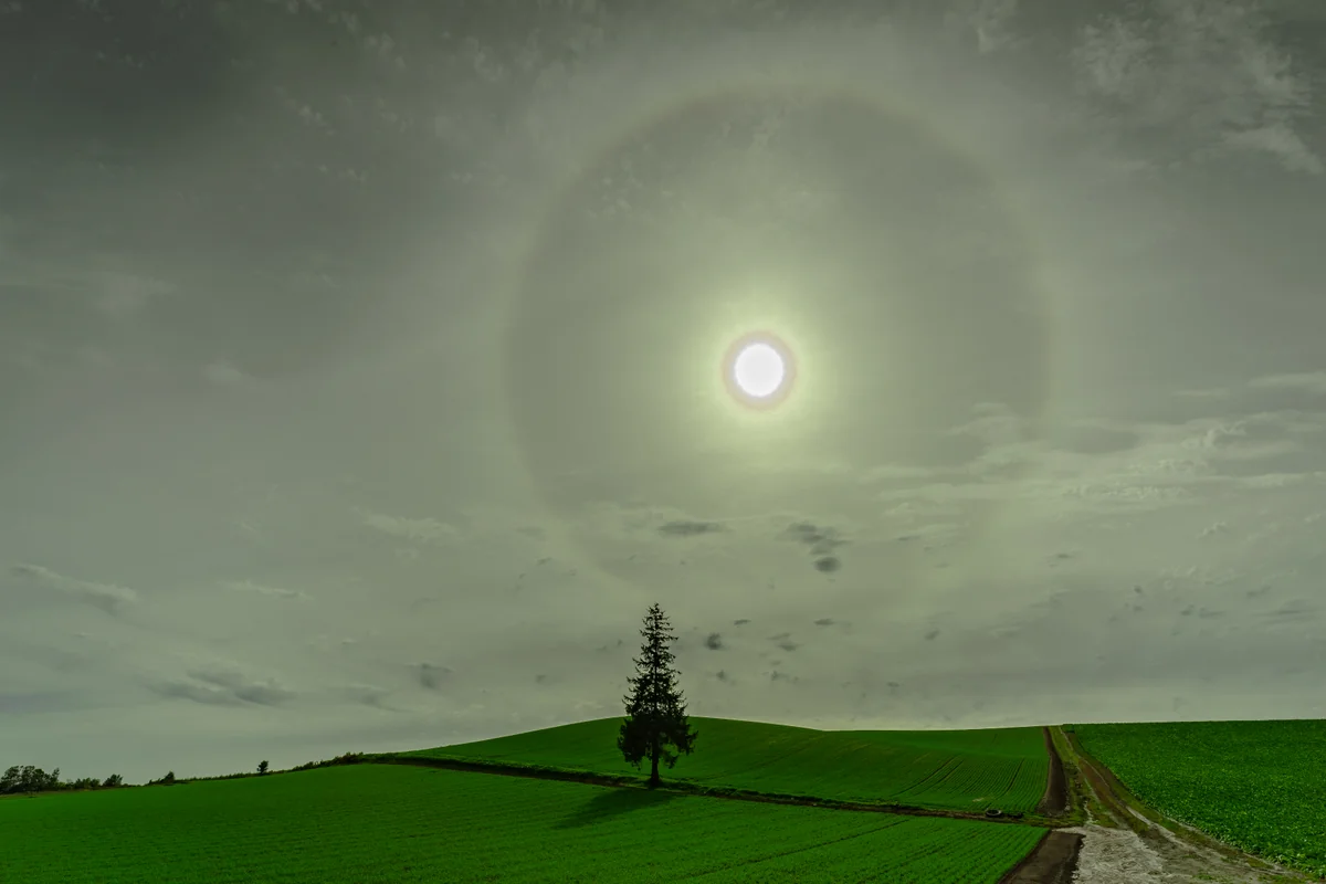 投稿写真：クリスマスツリーの木に未知との遭遇