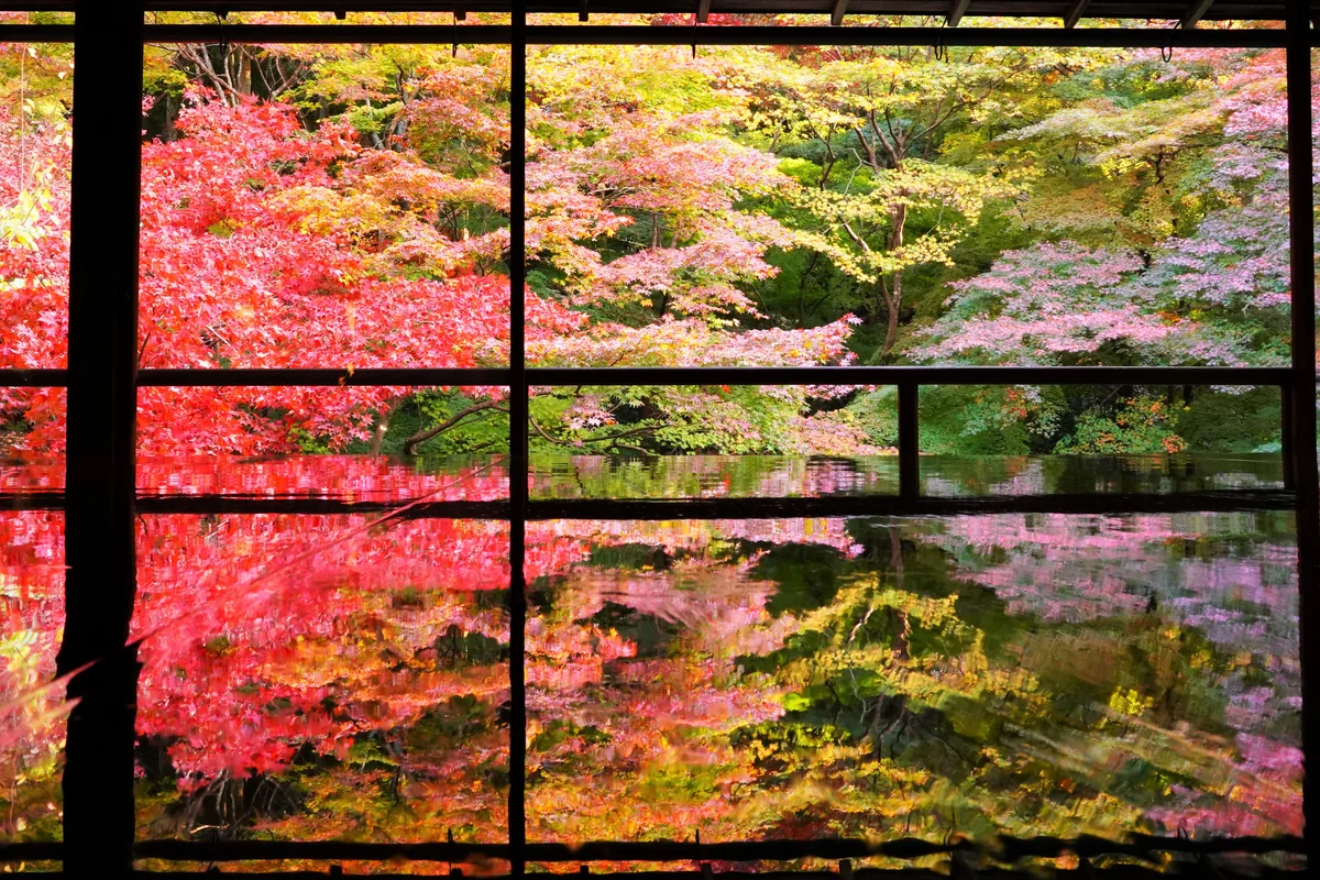 投稿写真：紅葉の瑠璃光院