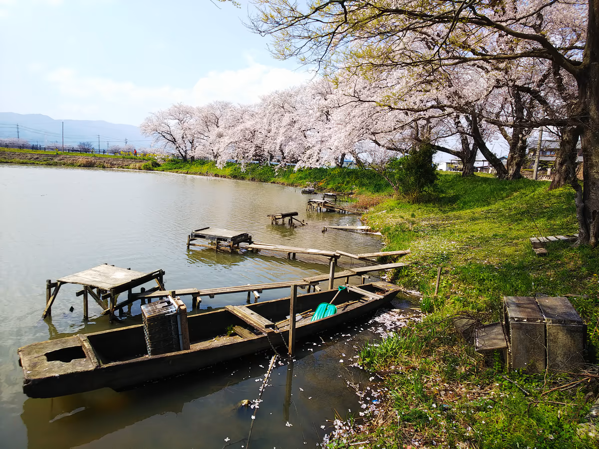 投稿写真：水郷の桜
