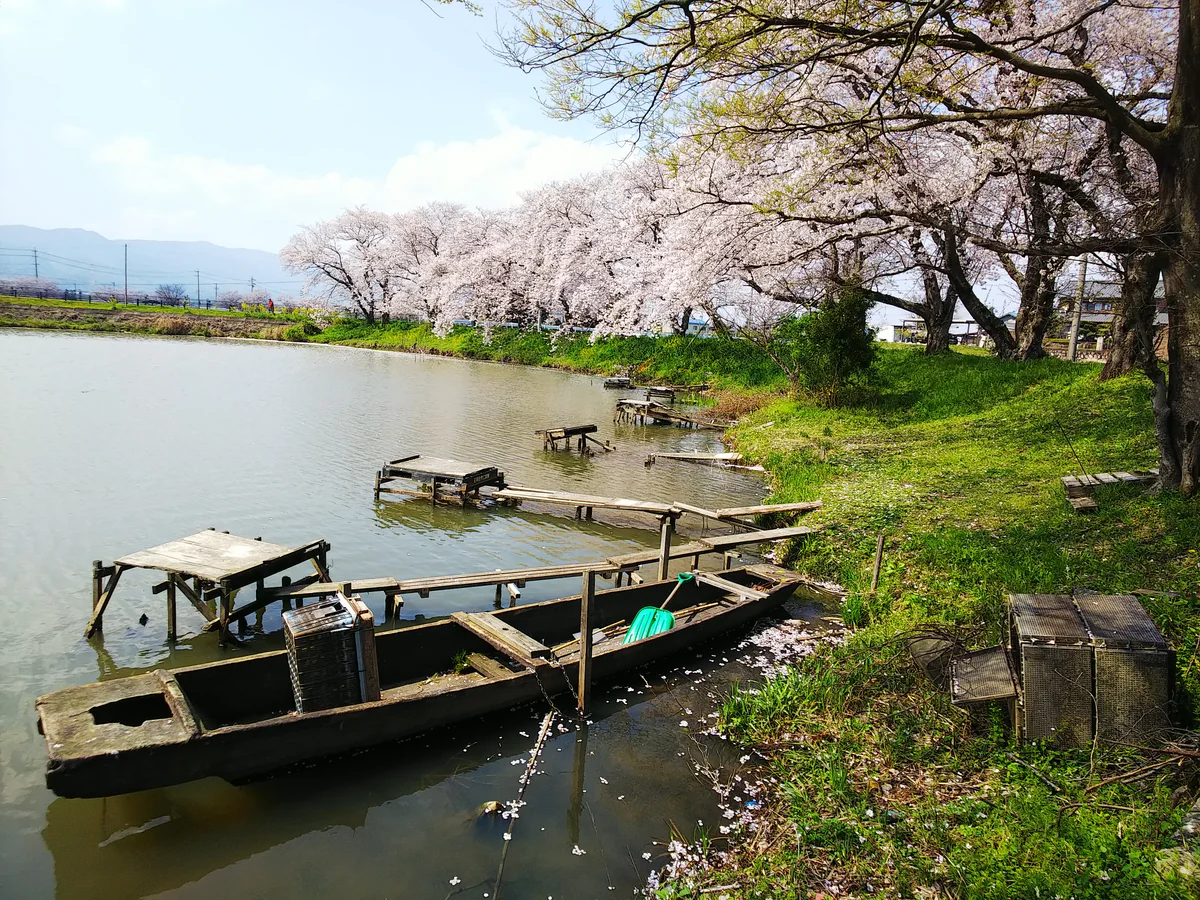 投稿写真：水郷の桜