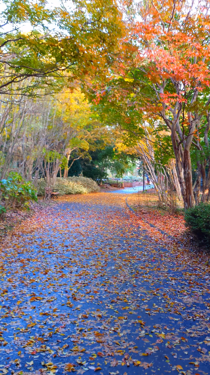 投稿写真：秋の昭和記念公園