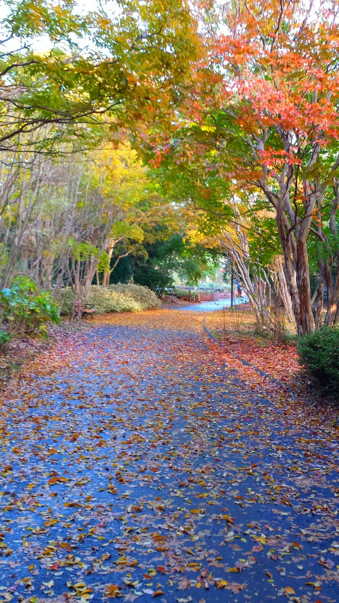 投稿写真：秋の昭和記念公園