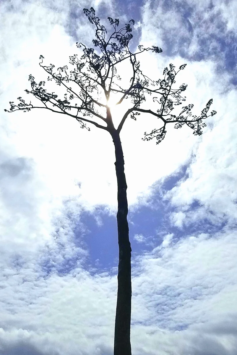 投稿写真：奇跡の一本松