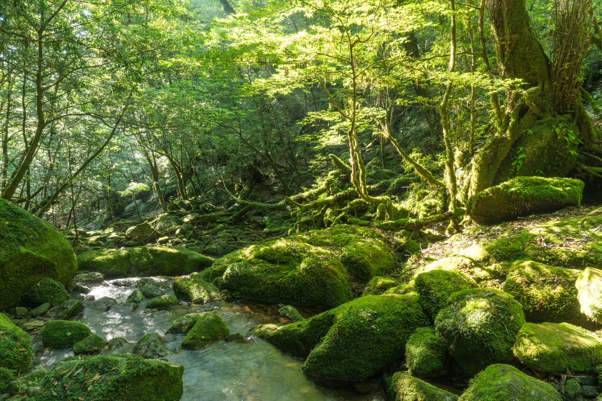 投稿写真：屋久島　光の森