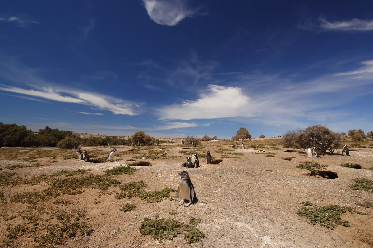投稿写真：ペンギンが集まるプンタトンボ