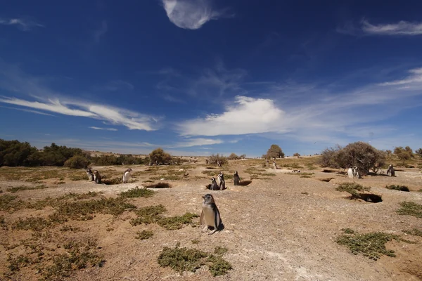投稿：ペンギンが集まるプンタトンボ