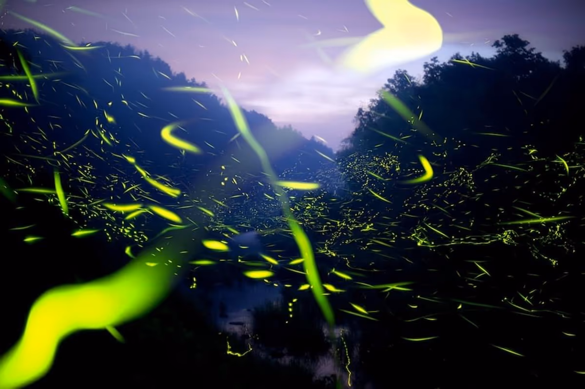 投稿写真：ホタルの舞