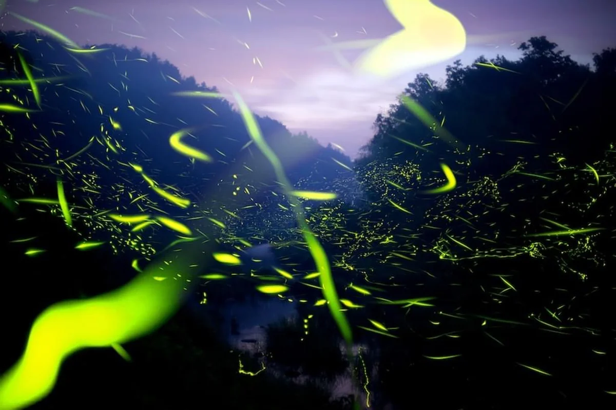 投稿写真：ホタルの舞