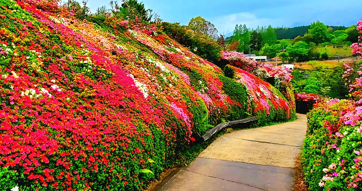 投稿写真：つつじの壁5