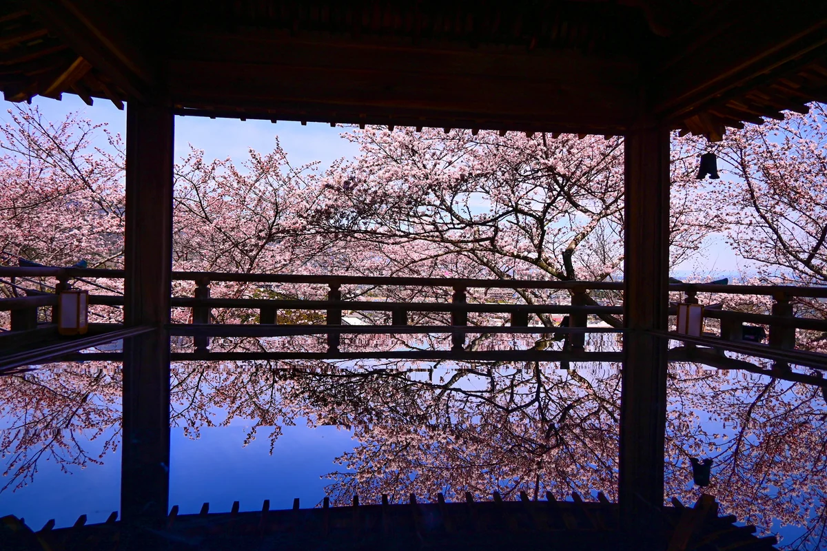 投稿写真：三井寺のリフレクション