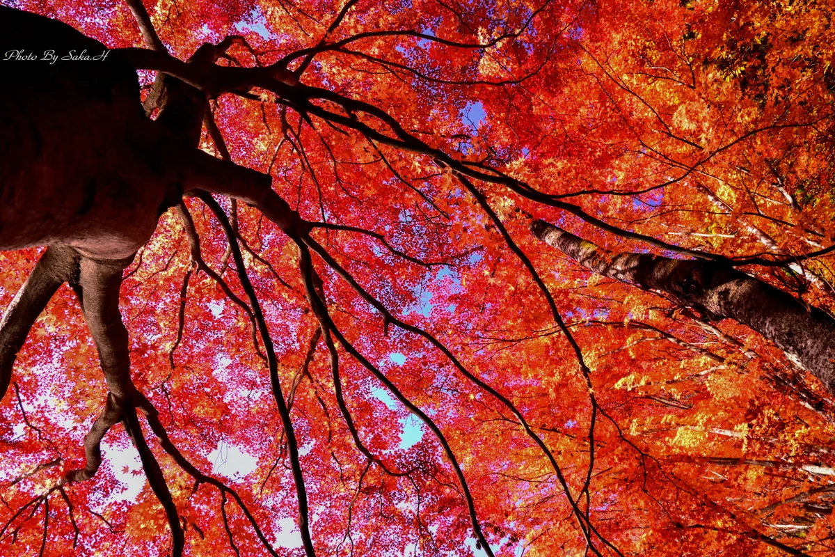 投稿写真：秋　見上げてみれば