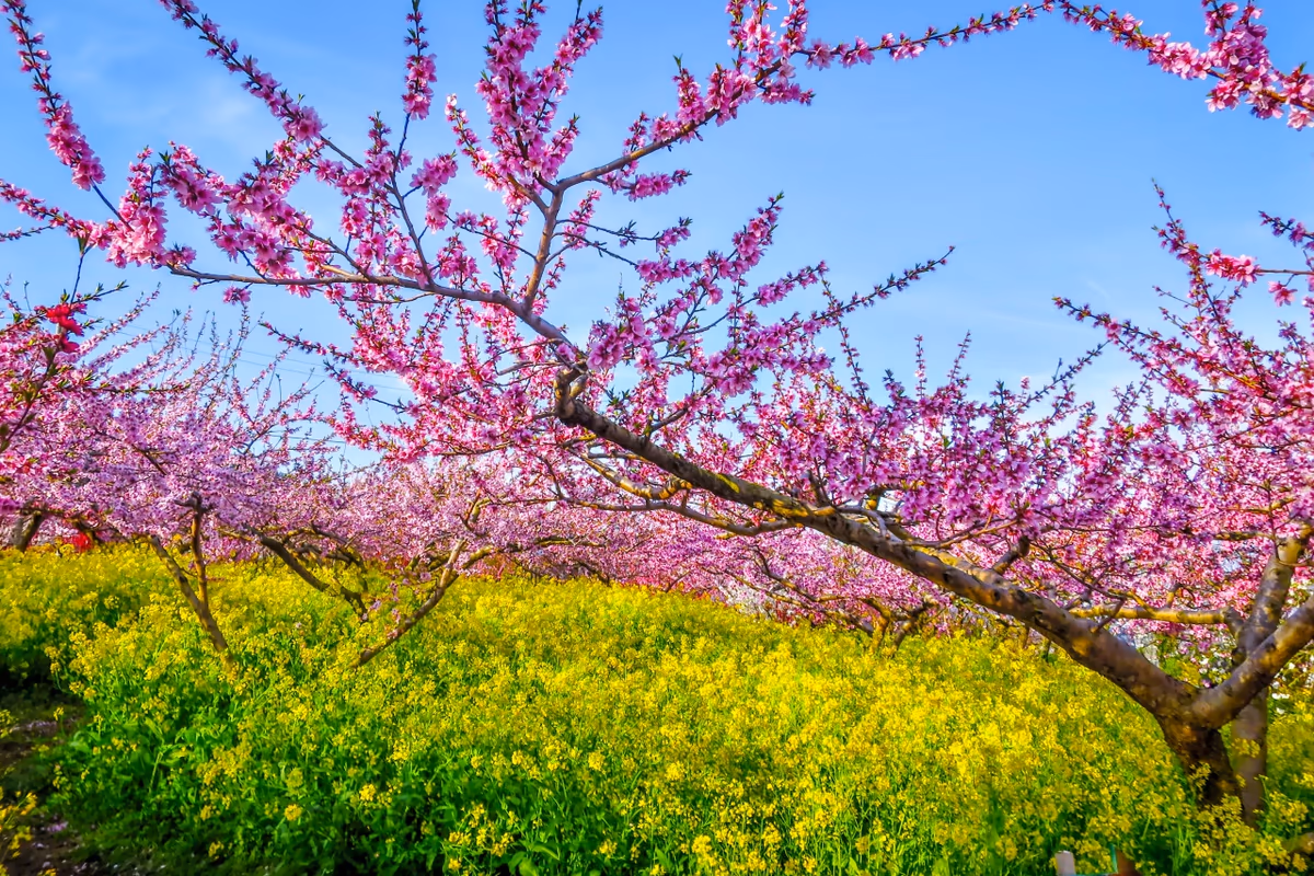 投稿写真：花桃と菜の花