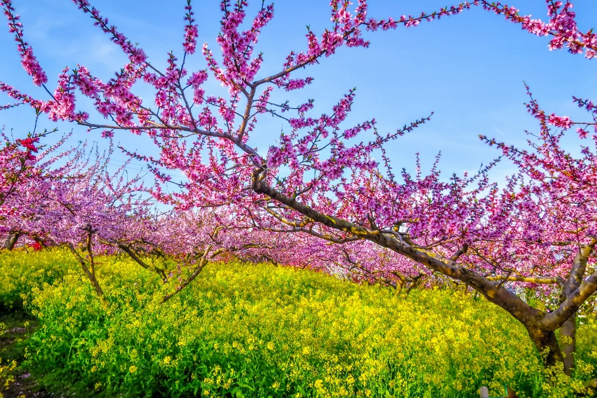 投稿写真：花桃と菜の花