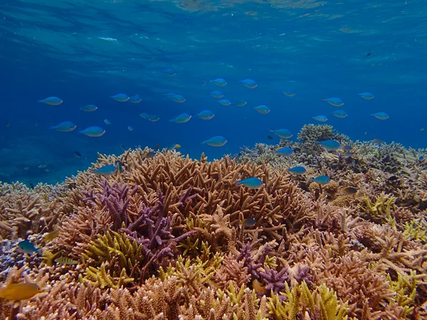 投稿：バラス島周辺