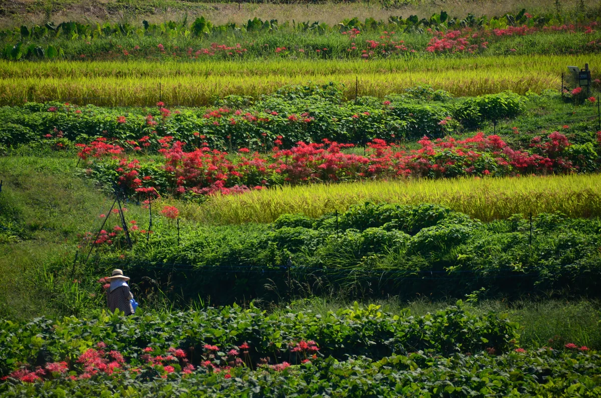 投稿写真：棚田の彼岸花