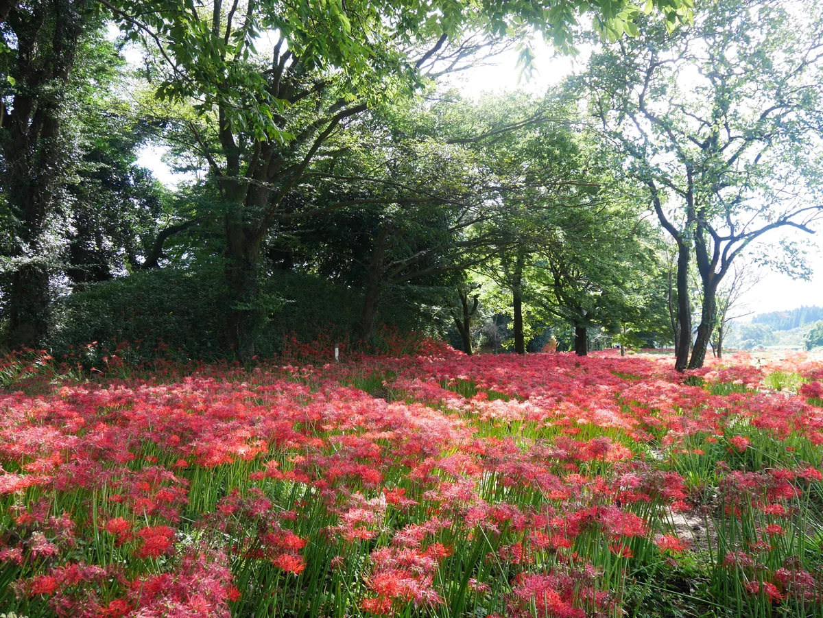 投稿写真：087七ツ森古墳群（大分）