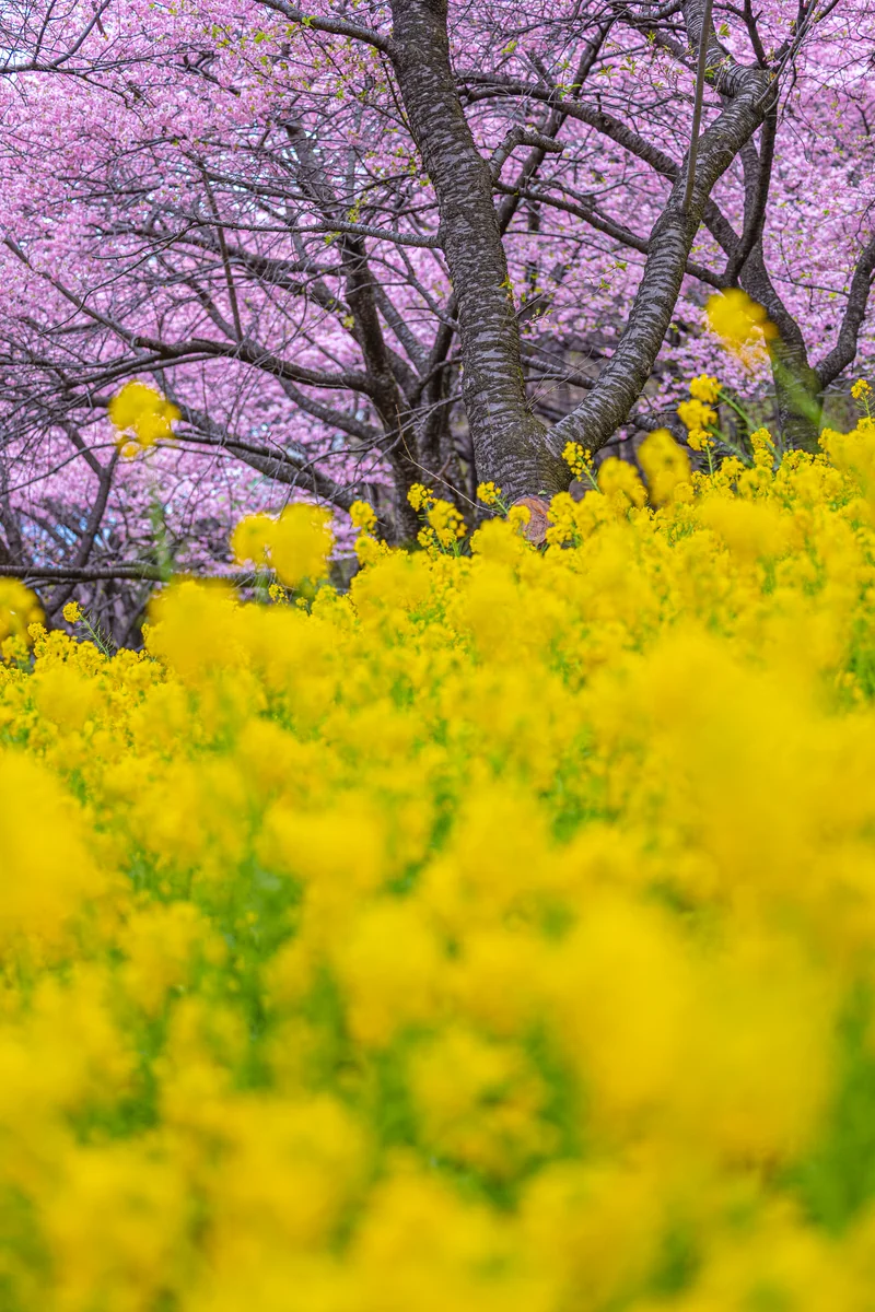 投稿写真：桃と黄の饗宴