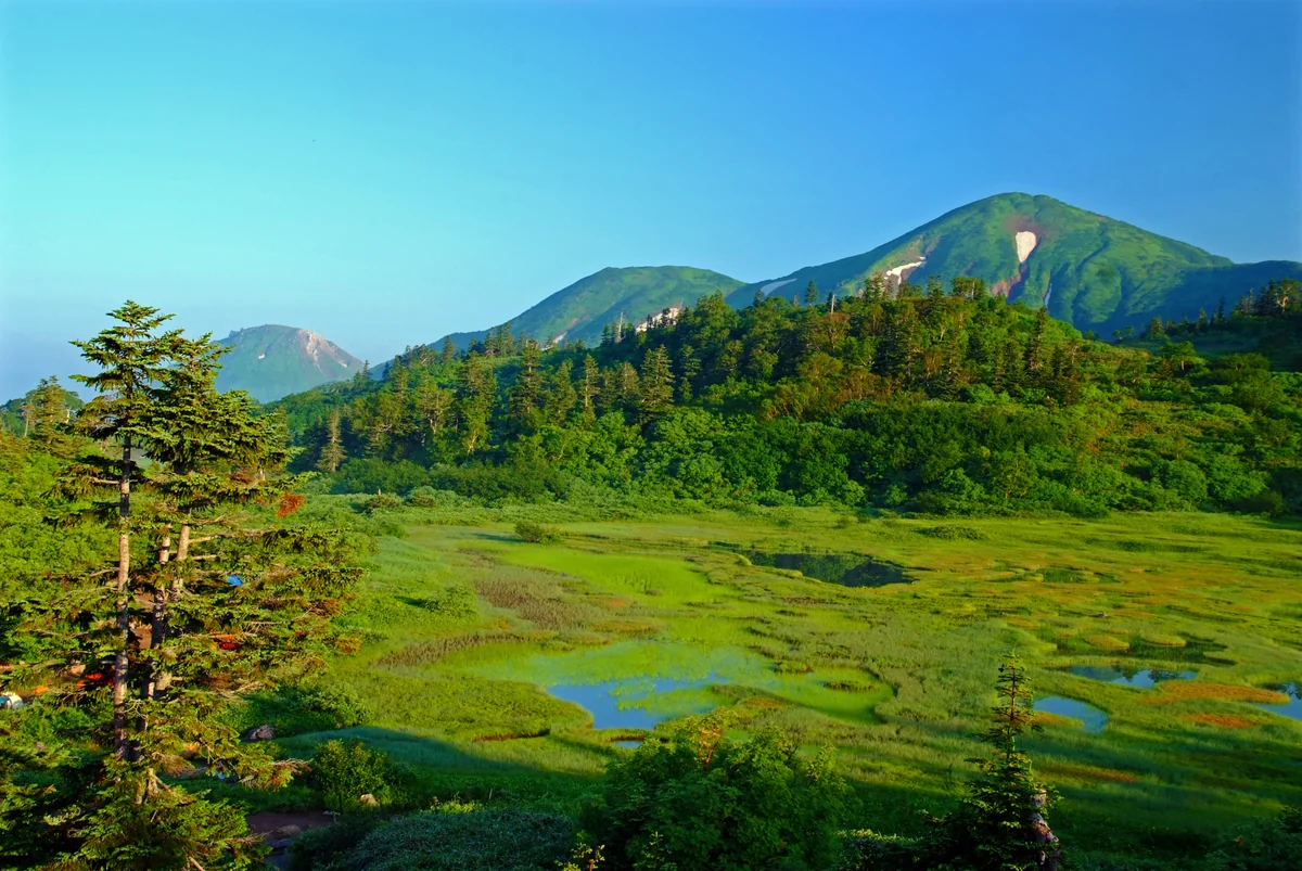 投稿写真：夏の朝、高谷池