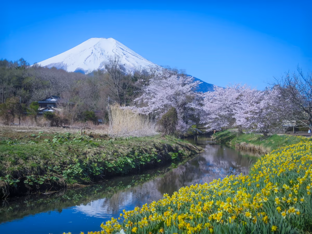 投稿写真：満開の桜と水仙と富士山