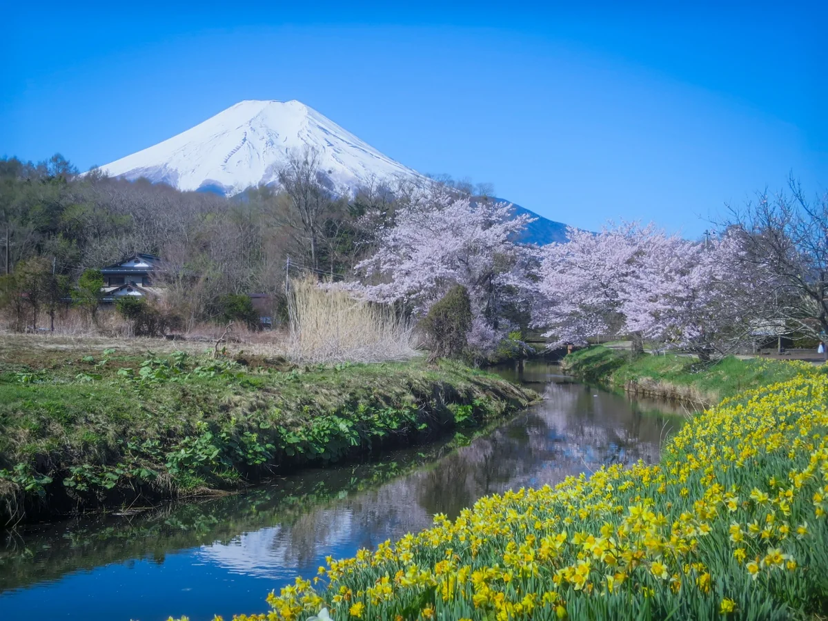 投稿写真：満開の桜と水仙と富士山