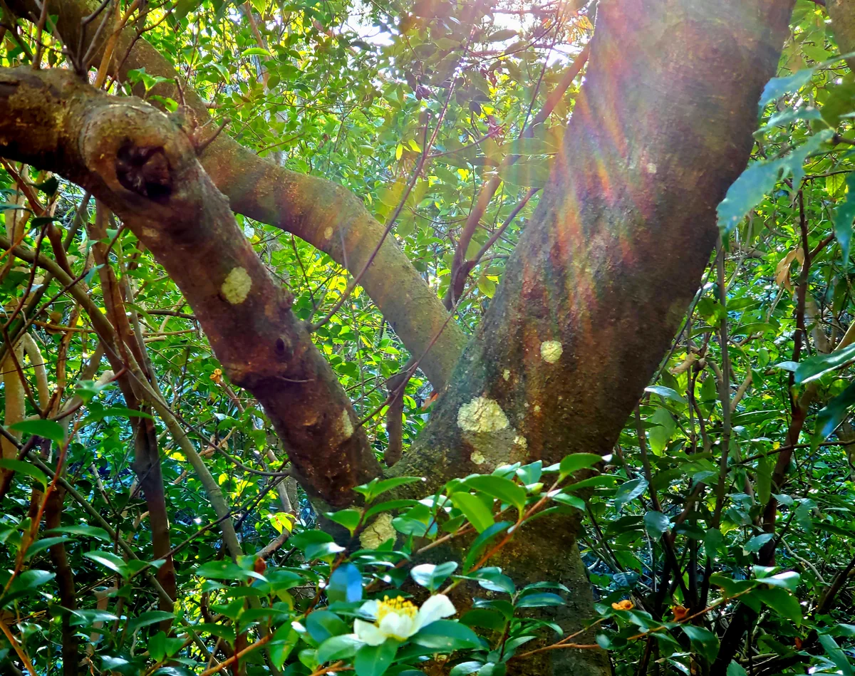 投稿写真：山茶花(さざんか)