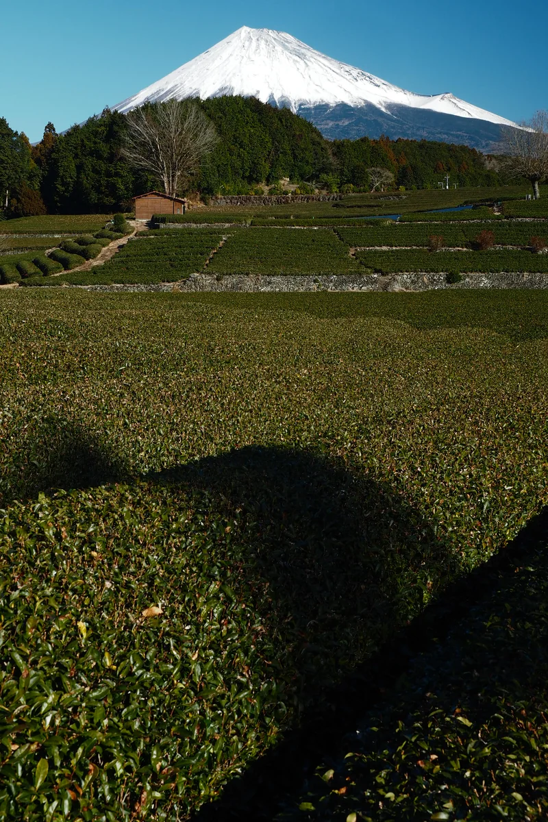 投稿写真：凱風快晴　茶畑の向こう