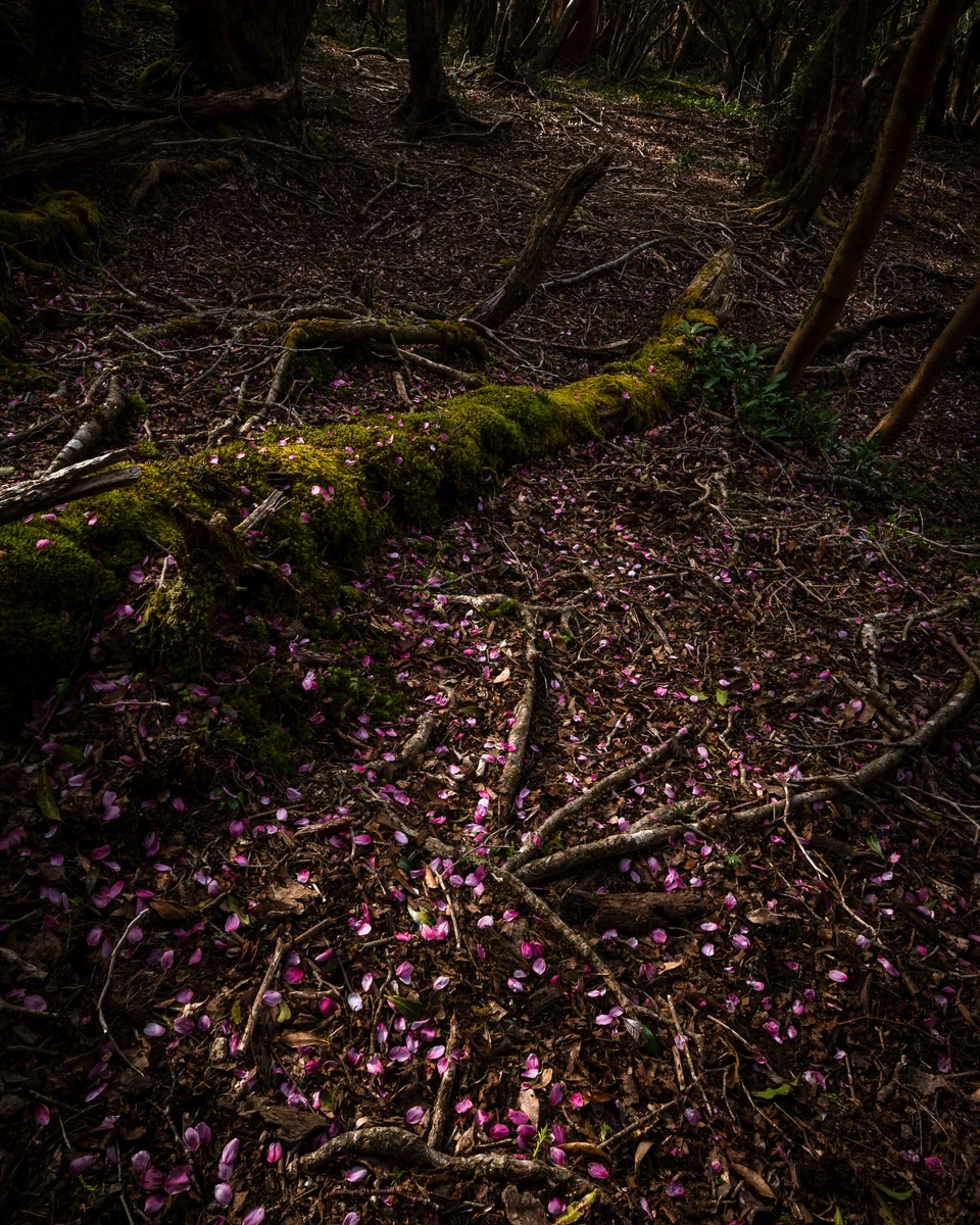 投稿写真：さくらカーペット