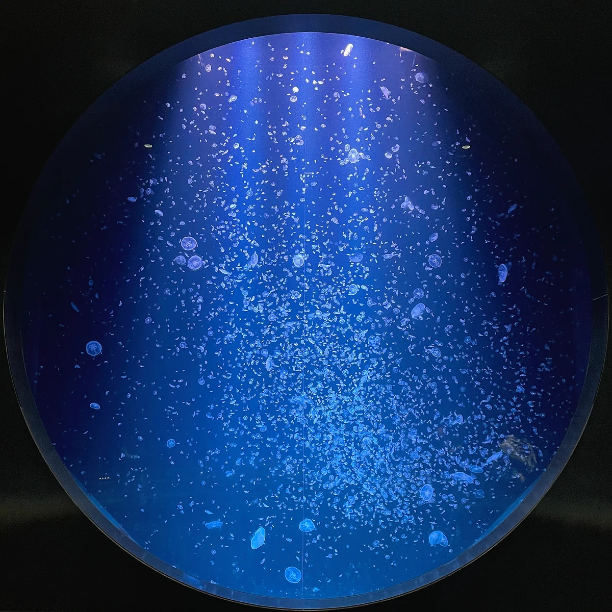 投稿写真：クラゲの館