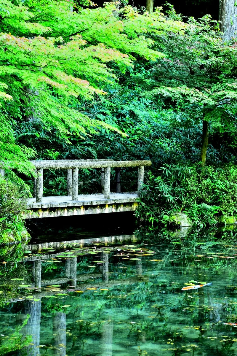 投稿写真：モネの池