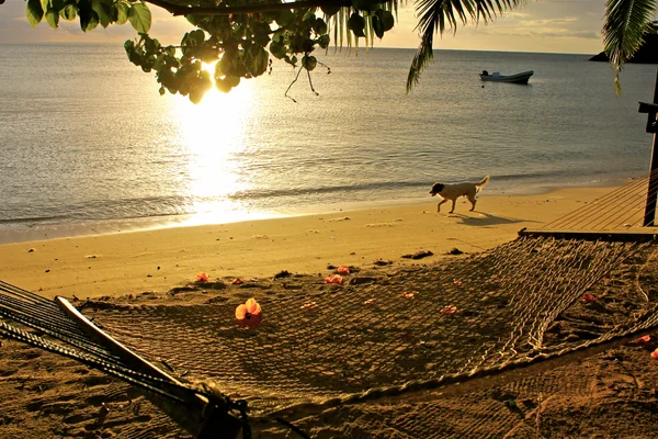 投稿：夕暮れの海と犬と私