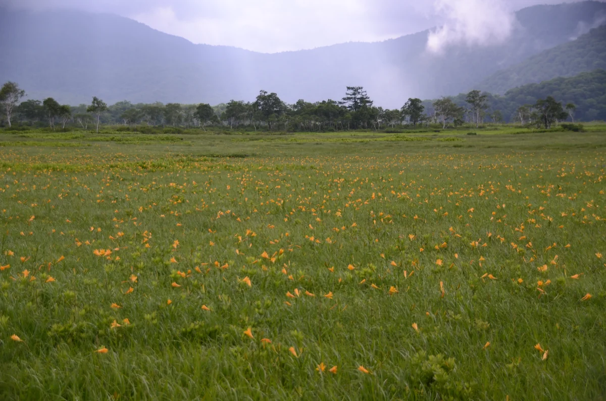投稿写真：尾瀬ヶ原　ニッコウキスゲの咲く湿原