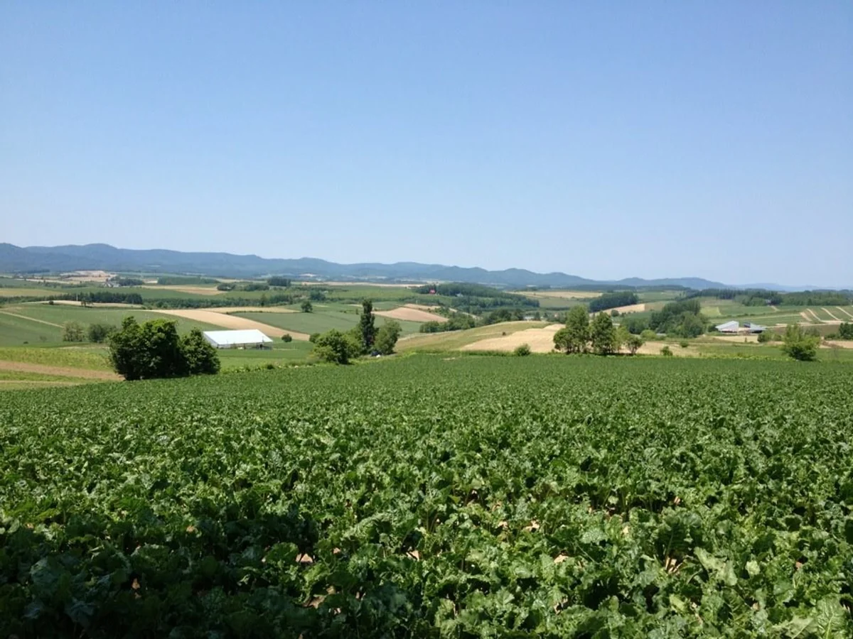 投稿写真：美瑛