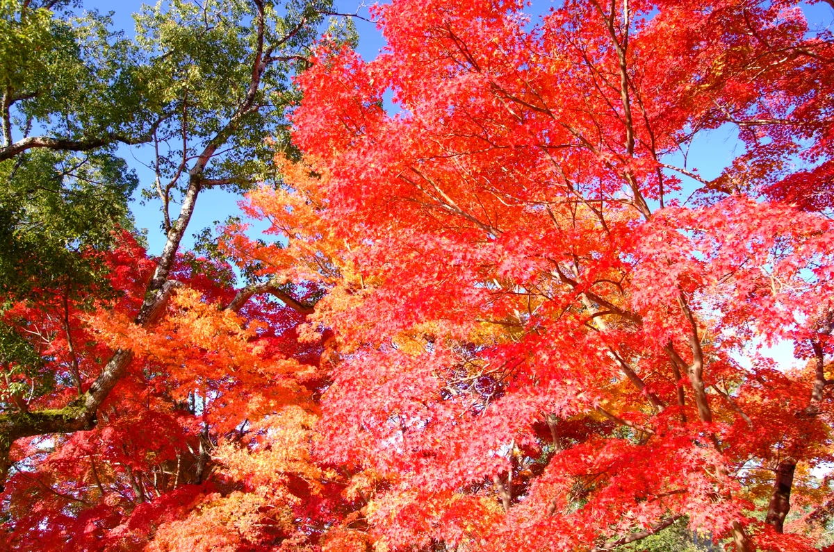 投稿写真：亡き人への手紙