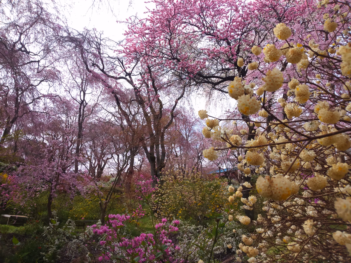 投稿写真：京都 原谷苑