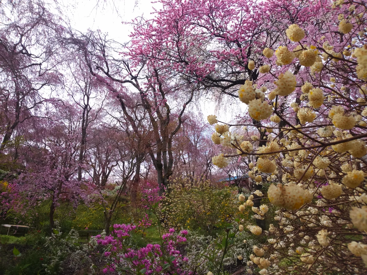 投稿写真：京都 原谷苑