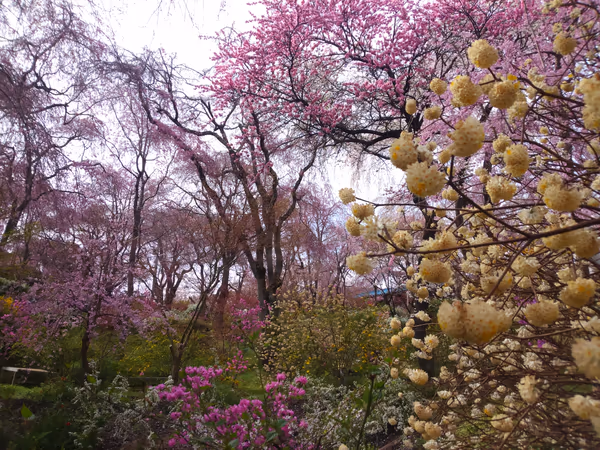 投稿：京都 原谷苑